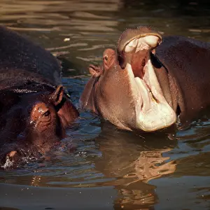 Amphibius: Two African Hippos in Water one with Mouth