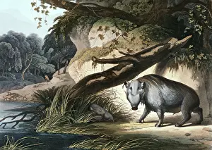 Warthog: The African Hog, 1831