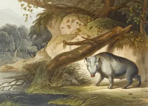 Warthog: The African Hog