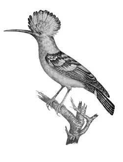 Lithographed: African Hoopoe
