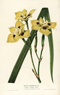 Bicolor: African iris, Dietes bicolor