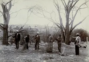 Basketry: African life and work