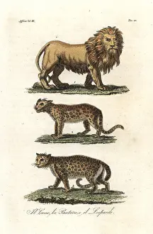 Pardus: African lion, panther or leopard