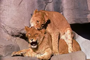 Rss001: Two African Lions Panthera Leo in