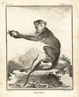 Cercopithecus: African macaque species, Cercopithecus angolensis major