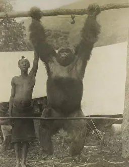 Exploited: African man standing with gorilla hanging