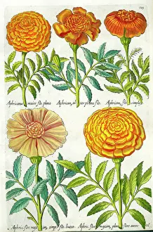 Marigolds: African Marigolds