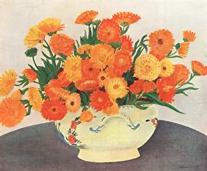 Marigolds: African Marigolds