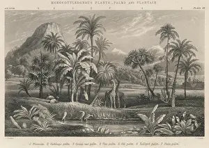 Plantain: THE AFRICAN PLAIN