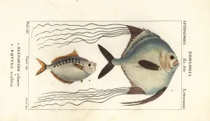 Dispar: African pompano and ponyfish