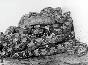 Vipers: AFRICAN PYTHONS