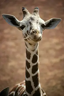 Giraffa: African Reticulated Giraffe Giraffa Camelopardis
