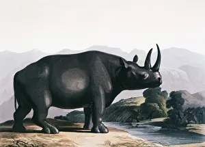 Daniell: The African Rhinoceros, 1831