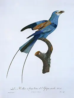 Perching: African Rollier Bird