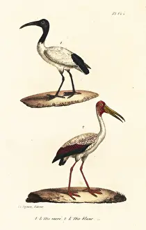 Oeuvres: African sacred ibis and white ibis