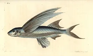 Flyingfish: African sailfin flyingfish, Parexocoetus mento