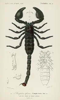 C1850: AFRICAN SCORPION C1850