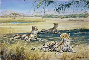 Siesta: African Siesta ' Cheetah