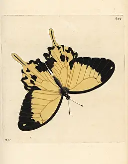 Dardanus: African swallowtail, Papilio dardanus