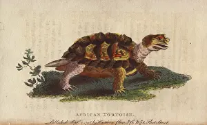 1798 1802: African tortoise, Psammobates geometricus