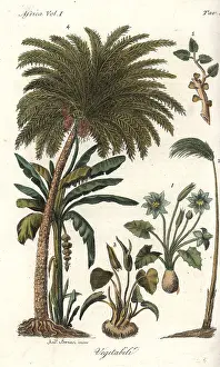 Bernieri: African vegetation including papyrus, date