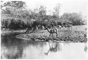 Antelopes: AFRICAN WATERBUCKS