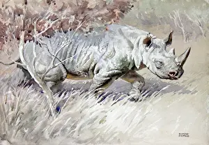 Rhino: An African White Rhino