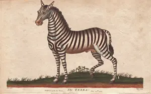 Siblys: African zebra or Equus zebra