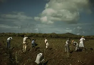 Indus: Afro-Caribbeans cultivating sugar cane on ?
