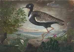 Bustard: Afrotis afra, black bustard