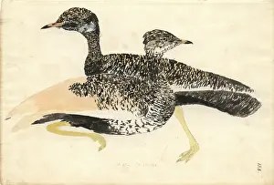 Bustard: Afrotis afra, black bustard