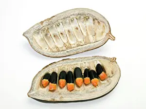 Fabaceae: Afzelia, africana smith