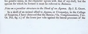Peculiar: Agama by John Edward Gray