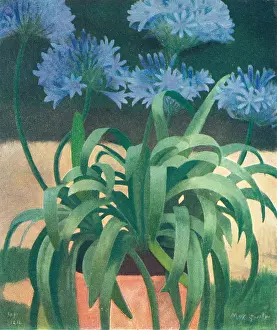 Gertler: Agapanthus