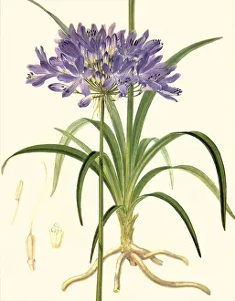 Fitch: Agapanthus
