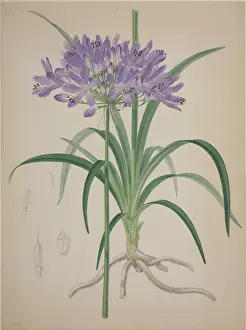 Lilac: Agapanthus, lily of the Nile