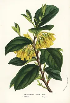 Bhutan: Agapetes flava
