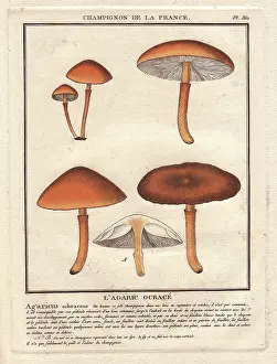 Agaric: Agaric mushroom, Agaricus ochraceus
