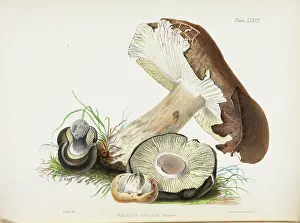 Hussey: Agaricus adustus