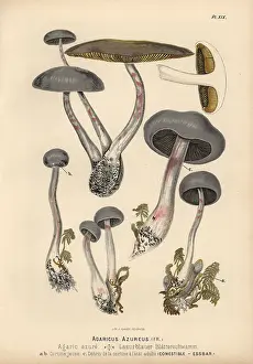 Azure: Agaricus azureus, agaric azure, edible