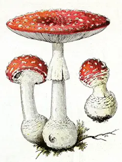 Agaricus: Agaricus Muscaricus mushrooms