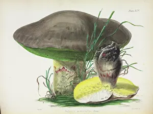 Hussey: Agaricus mutabilis