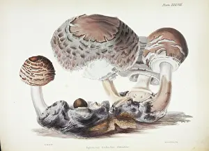 Hussey: Agaricus rachodes