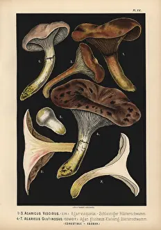 Slimy: Agaricus viscidus, Gomphidius viscidus, and