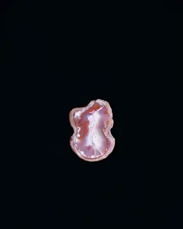 Polished: Agate