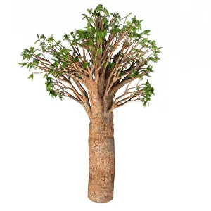 Shrub: Agathis australis evergreen tree illustration