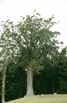 Pinus: Agathis australis, kauri pine
