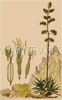 Agave: AGAVE AMARYLLIDACEAE