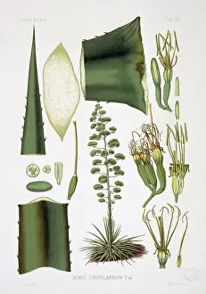 Candelabrum: Agave candelabrum, agave