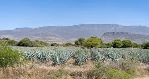 Plantation: Agave, Oaxaca, Mexico